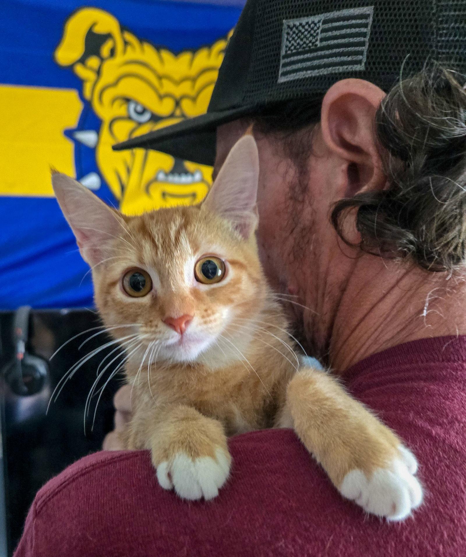 Arya, Adoptable, Kitten Female Domestic Short Hair & Tabby.