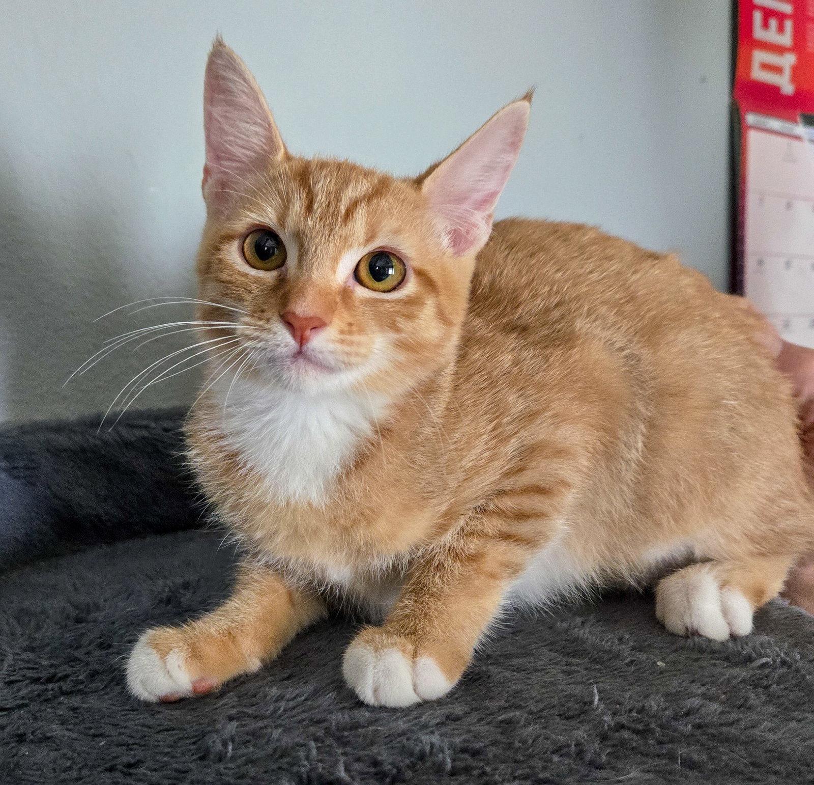 Arya, a Adoptable mixed breed in Lighthouse Point, FL image 2/3