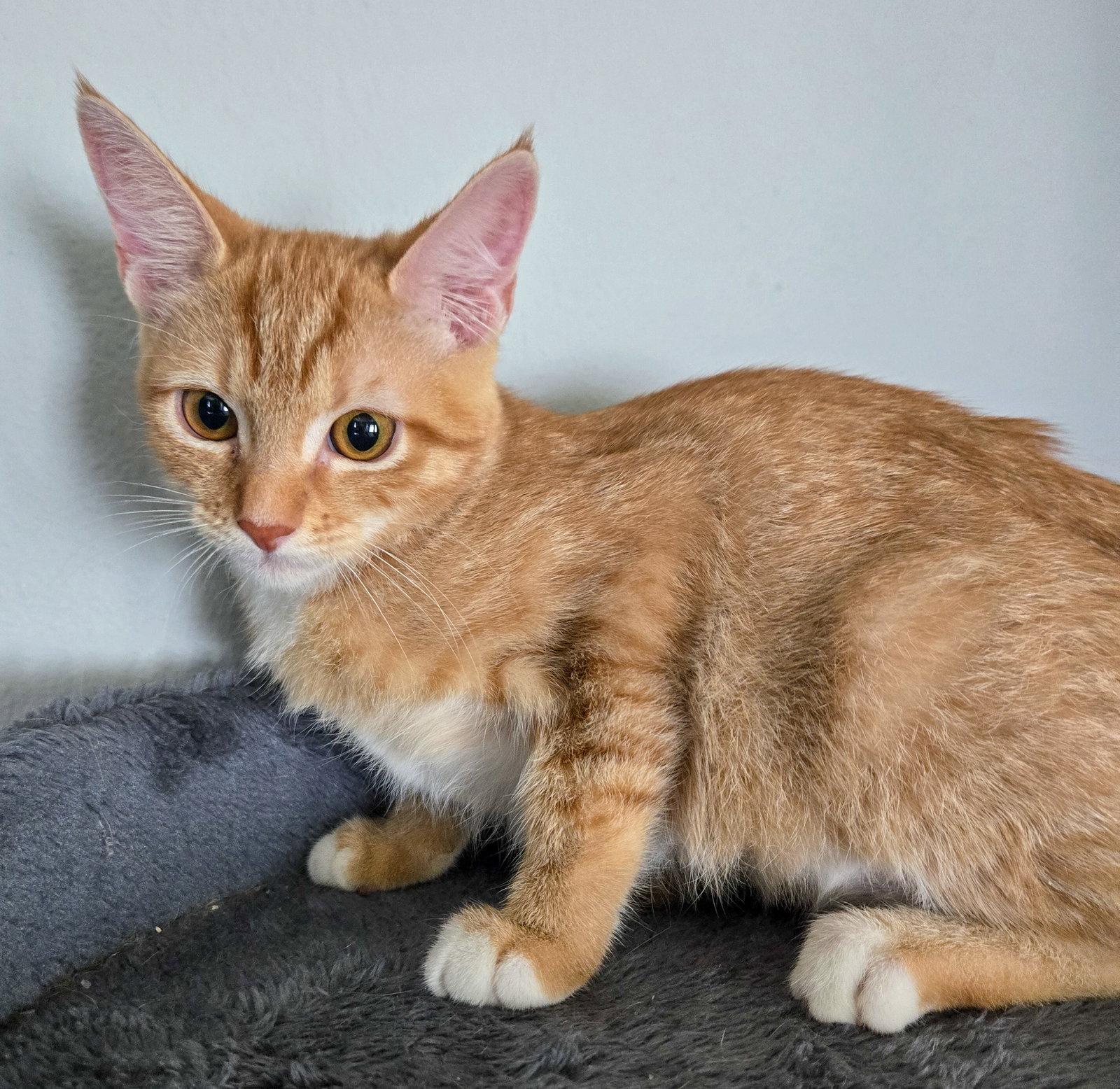Arya, a Adoptable mixed breed in Lighthouse Point, FL image 3/3