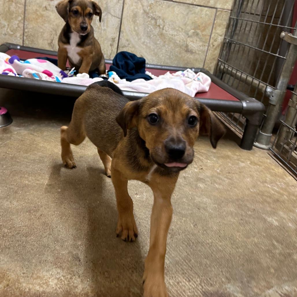 Sweet Potato thumbnail 2