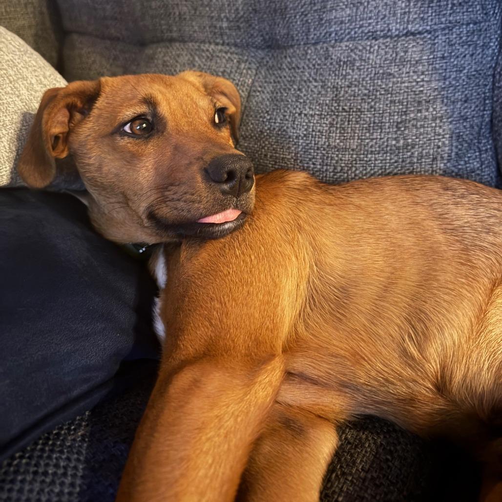 Sweet Potato thumbnail 3