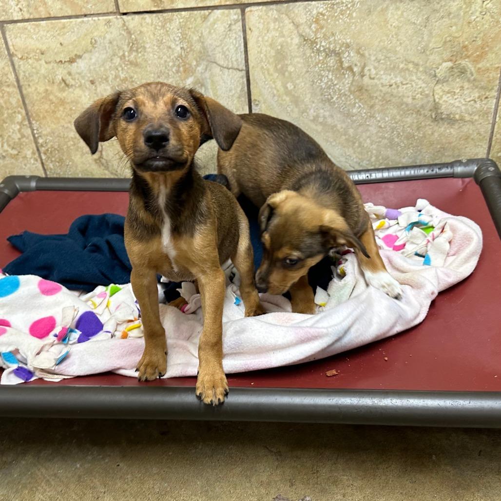 Sweet Potato thumbnail 4