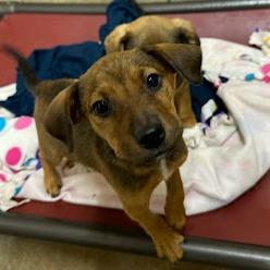 Sweet Potato thumbnail 5