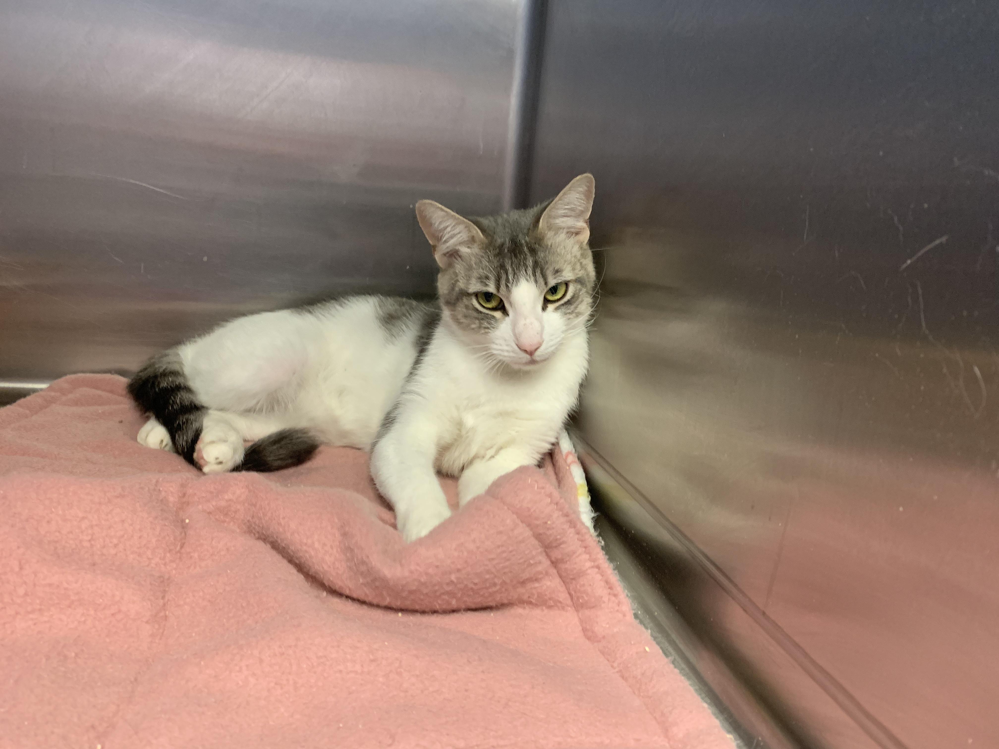 Cat for adoption Gertrude, a Domestic Short Hair in Grass Valley, CA