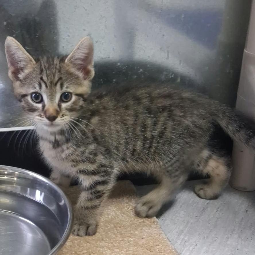 Gru, Adoptable, Kitten Male Domestic Short Hair.