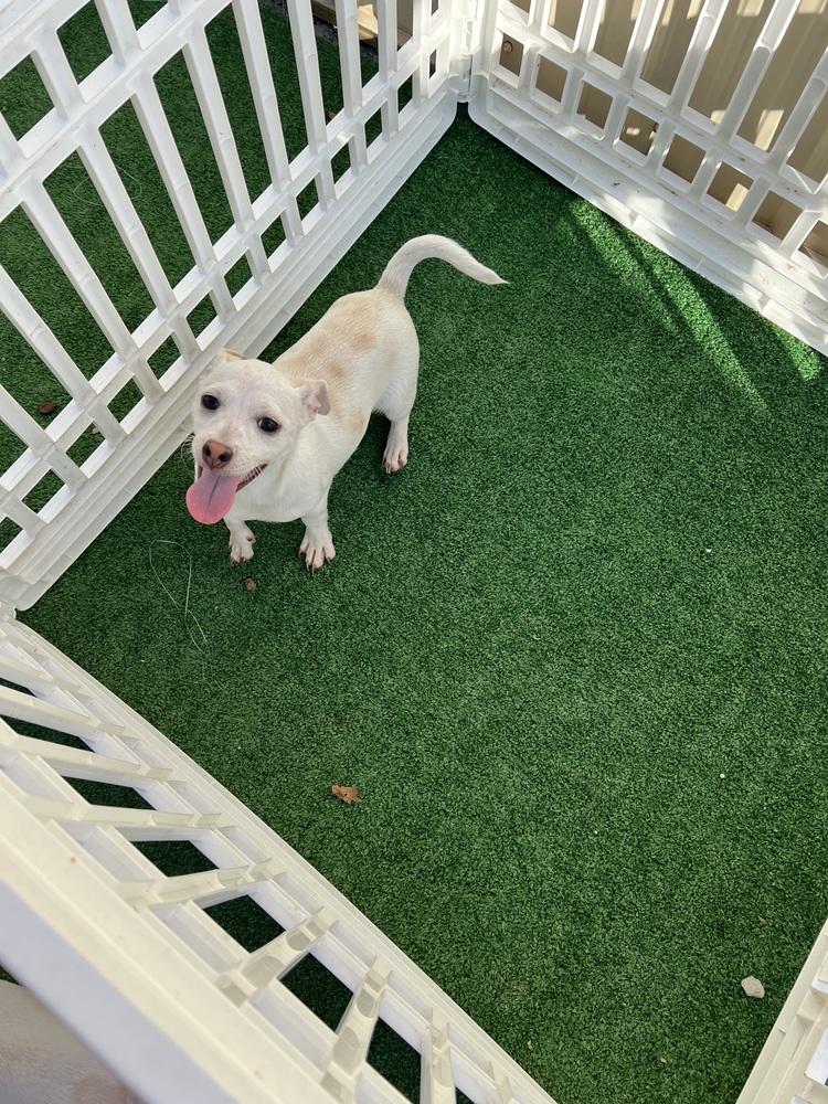 Enlarge Kenicke, a Adoptable mixed breed in Waterloo, IL image 1/3