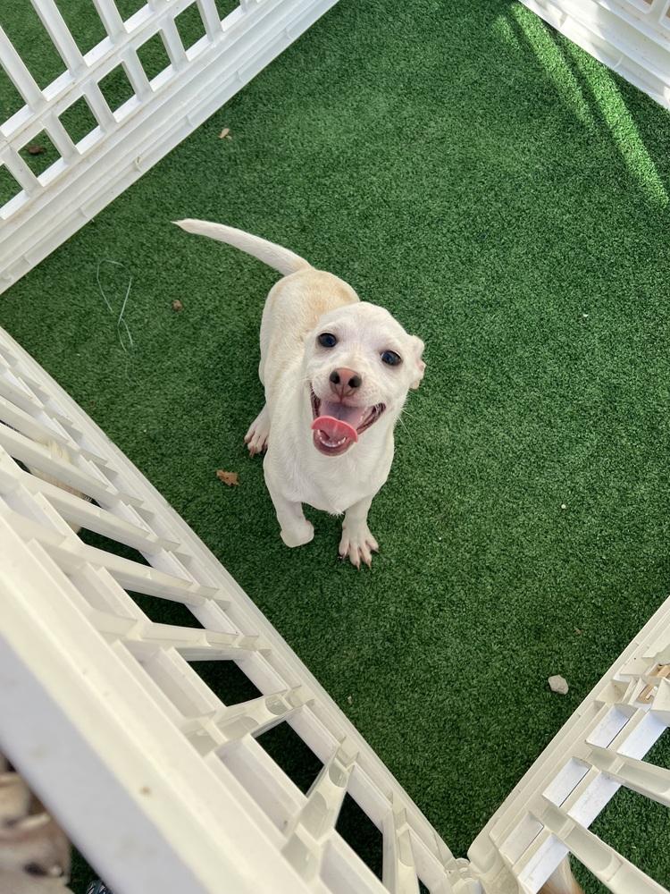 Enlarge Kenicke, a Adoptable mixed breed in Waterloo, IL image 2/3