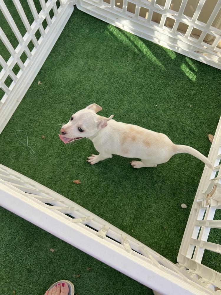 Enlarge Kenicke, a Adoptable mixed breed in Waterloo, IL image 3/3