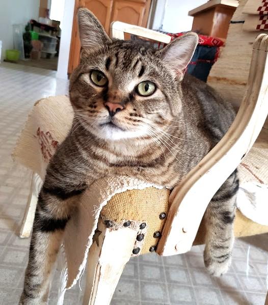 Alfie, Adoptable, Senior Male Domestic Short Hair.
