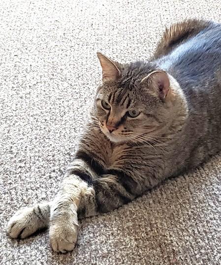 Enlarge Alfie, a Adoptable Domestic Short Hair in Monterey, CA image 3/4