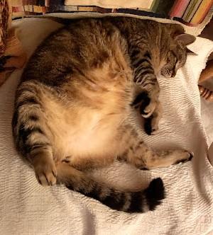 Enlarge Alfie, a Adoptable Domestic Short Hair in Monterey, CA image 4/4