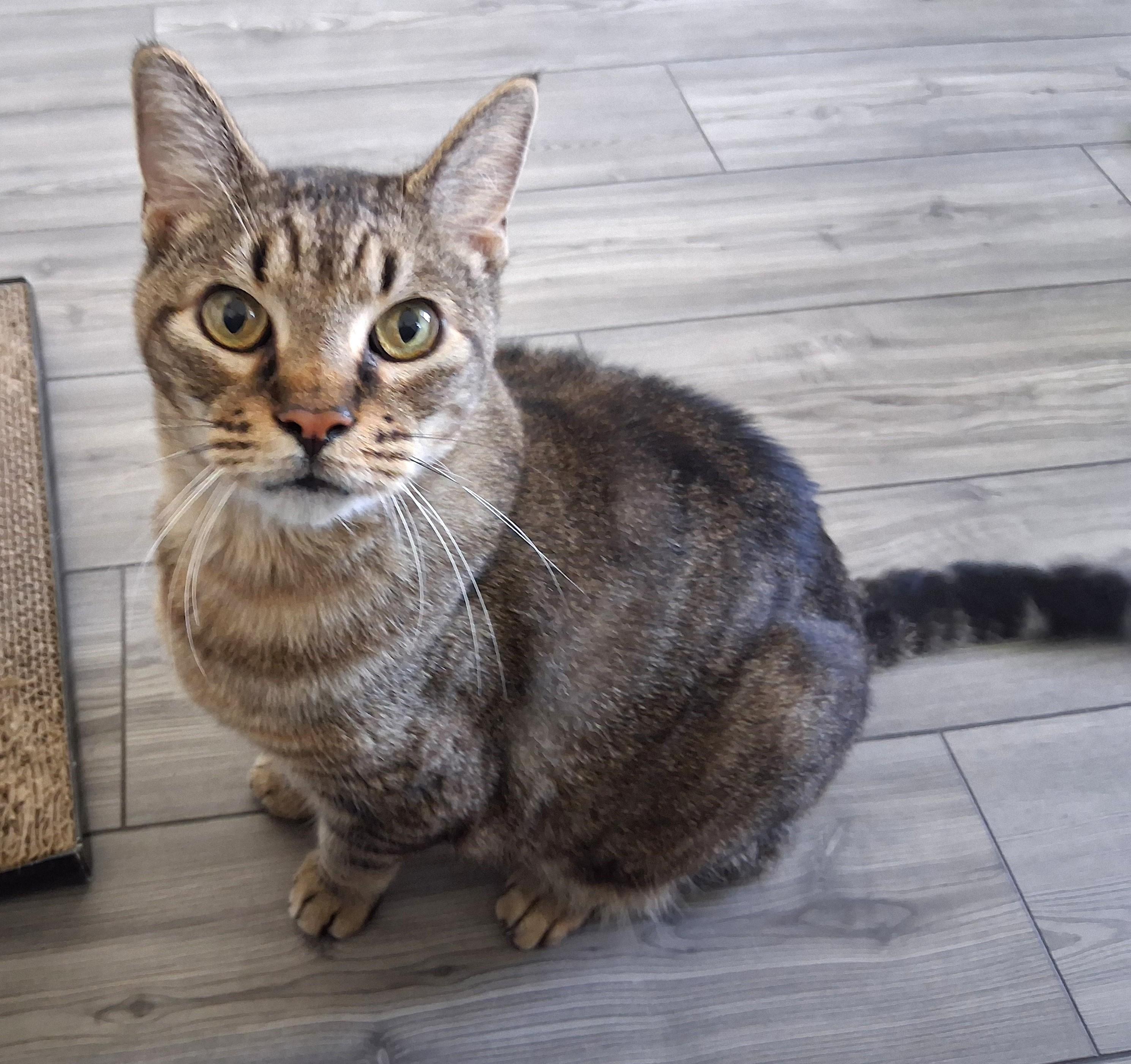 Enlarge Alfie, a Adoptable Domestic Short Hair in Monterey, CA image 2/4