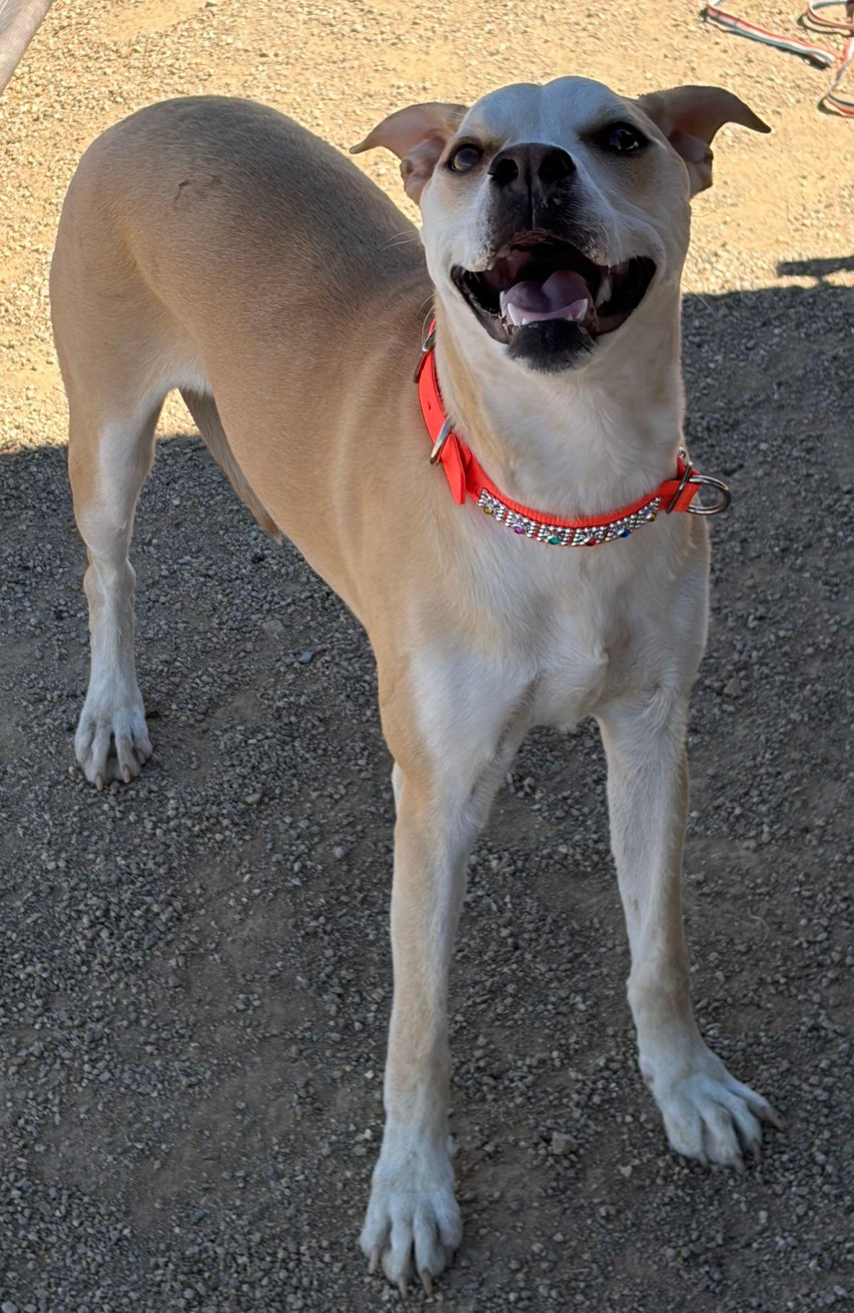 Wonder Woman*/cali, Adoptable, Adult Female Shepherd.