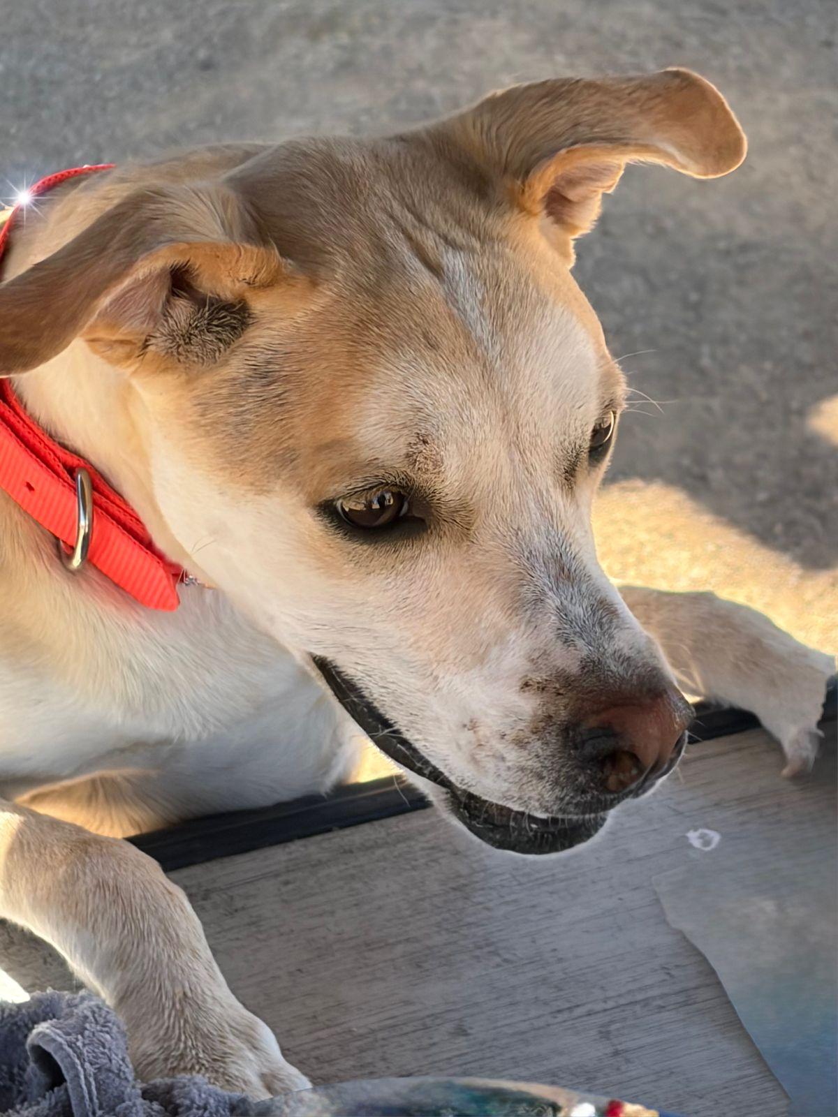 Wonder Woman*/cali, a Adoptable Shepherd in Kingman, AZ image 2/3