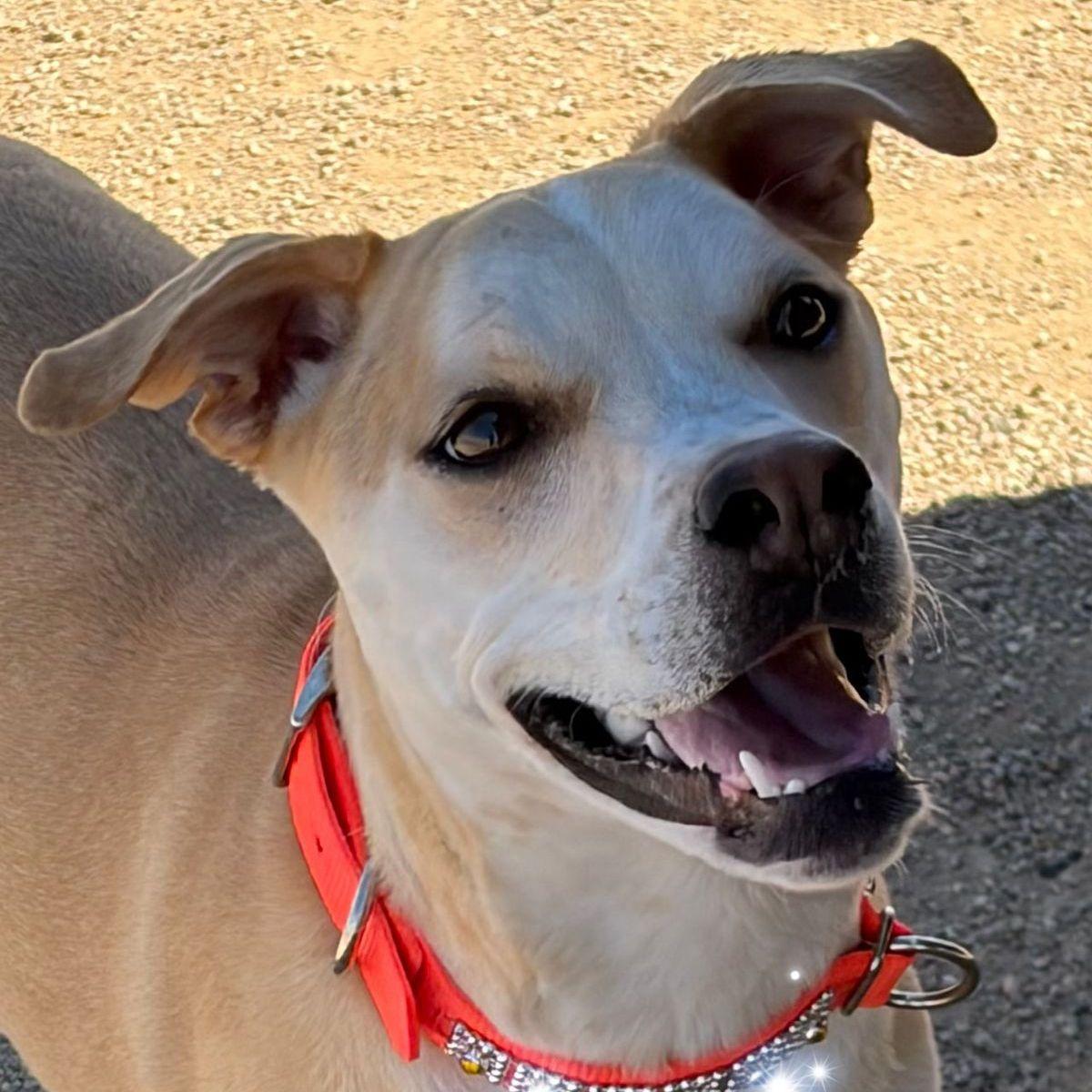 Wonder Woman*/cali, a Adoptable Shepherd in Kingman, AZ image 3/3