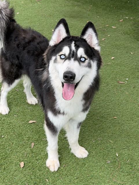 Enlarge OLIVER, a Adoptable Siberian Husky in Fort Myers, FL image 1/1