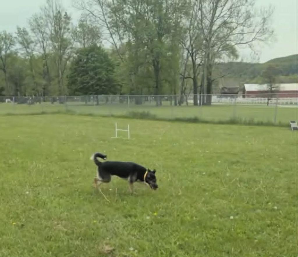 Enlarge Shadow, a Adoptable mixed breed in Waverly, NY image 1/6