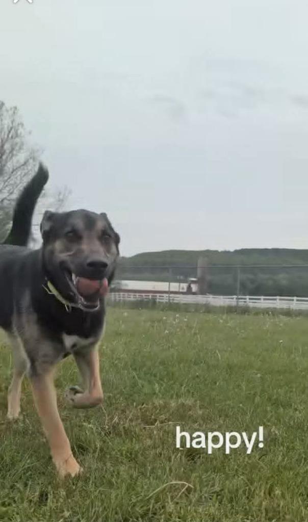 Enlarge Shadow, a Adoptable mixed breed in Waverly, NY image 2/6