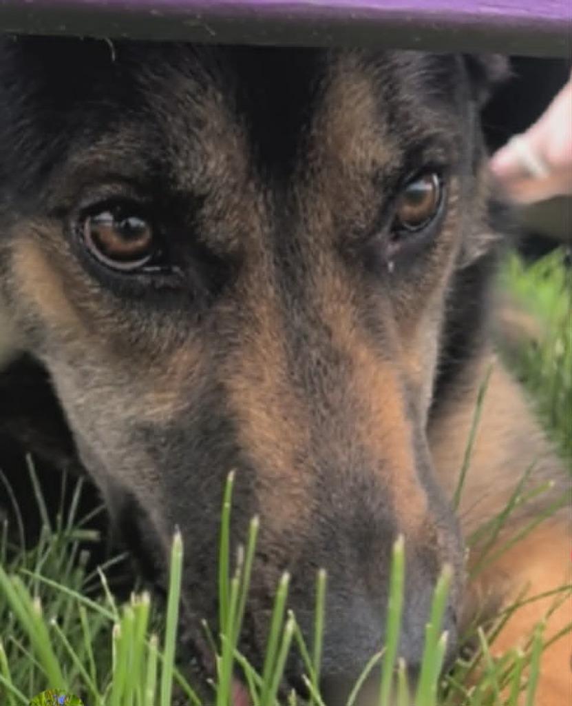 Enlarge Shadow, a Adoptable mixed breed in Waverly, NY image 3/6