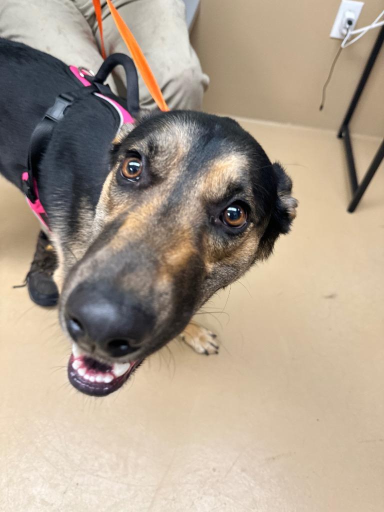 Enlarge Shadow, a Adoptable mixed breed in Waverly, NY image 4/6