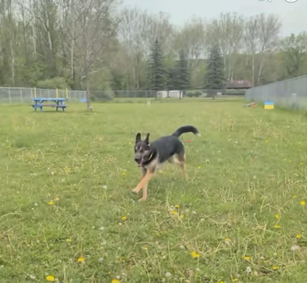 Enlarge Shadow, a Adoptable mixed breed in Waverly, NY image 5/6