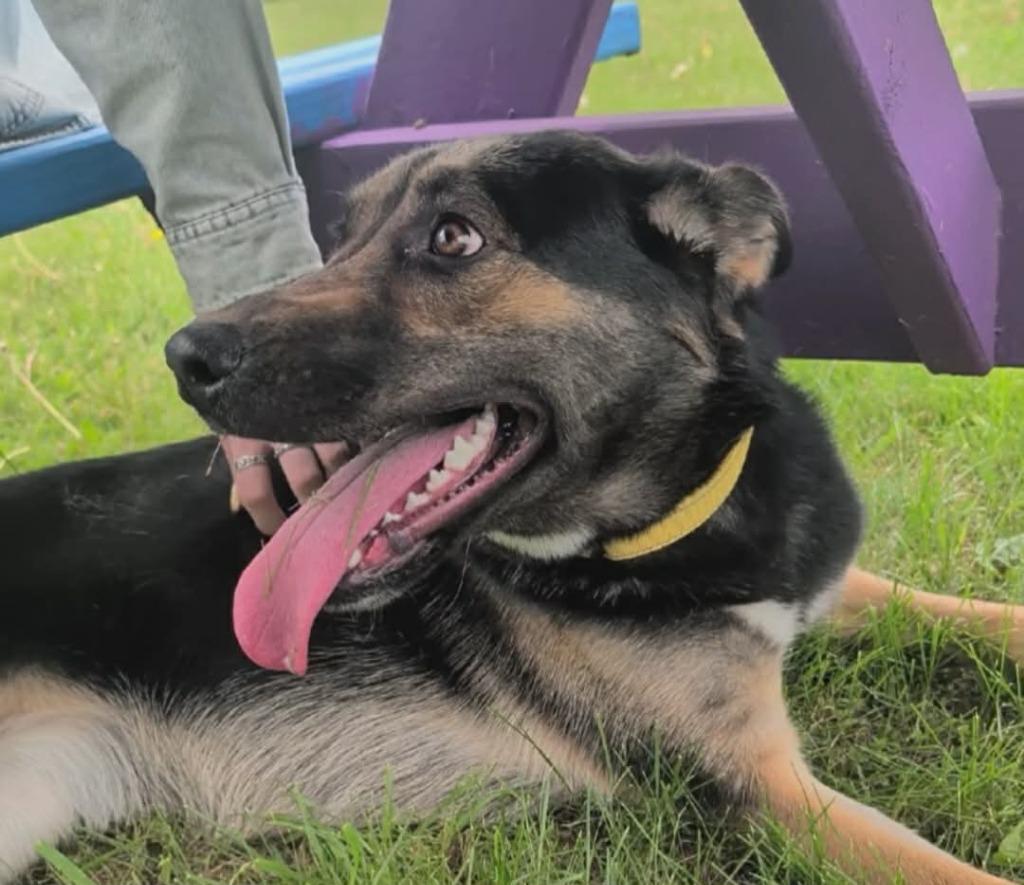 Enlarge Shadow, a Adoptable mixed breed in Waverly, NY image 6/6