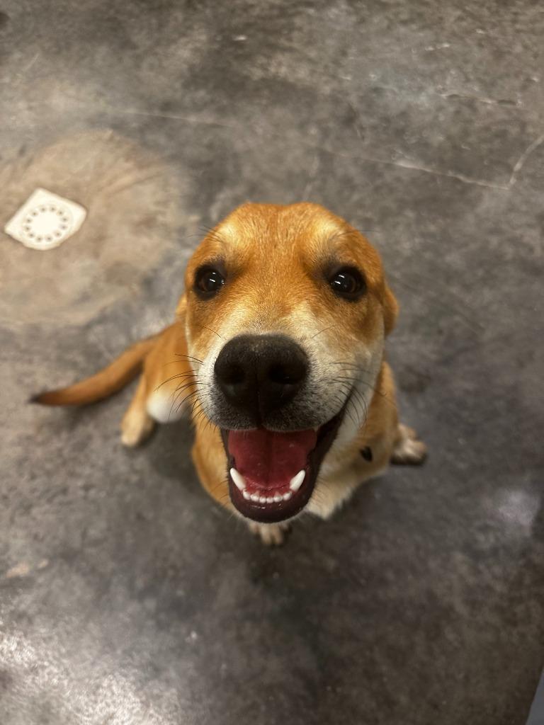Enlarge Cooper, a Adoptable mixed breed in Neosho, MO image 1/1