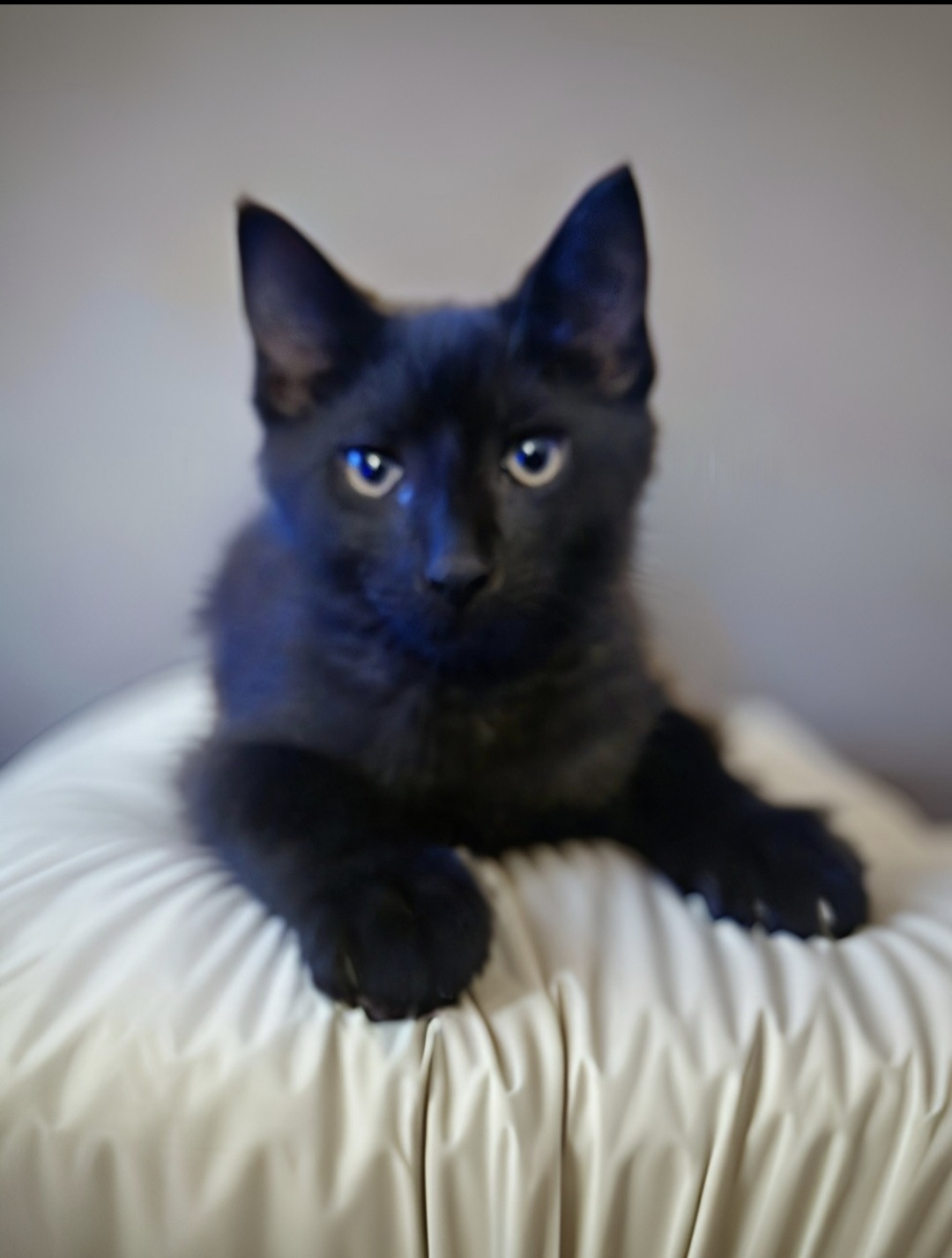 Bear, a Adoptable Domestic Short Hair in Staten Island, NY image 2/3