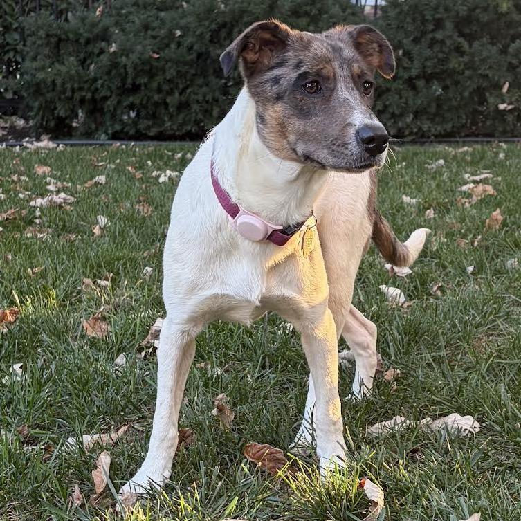 Enlarge Francis, a Adoptable Australian Cattle Dog / Blue Heeler in Staten Island, NY image 1/3