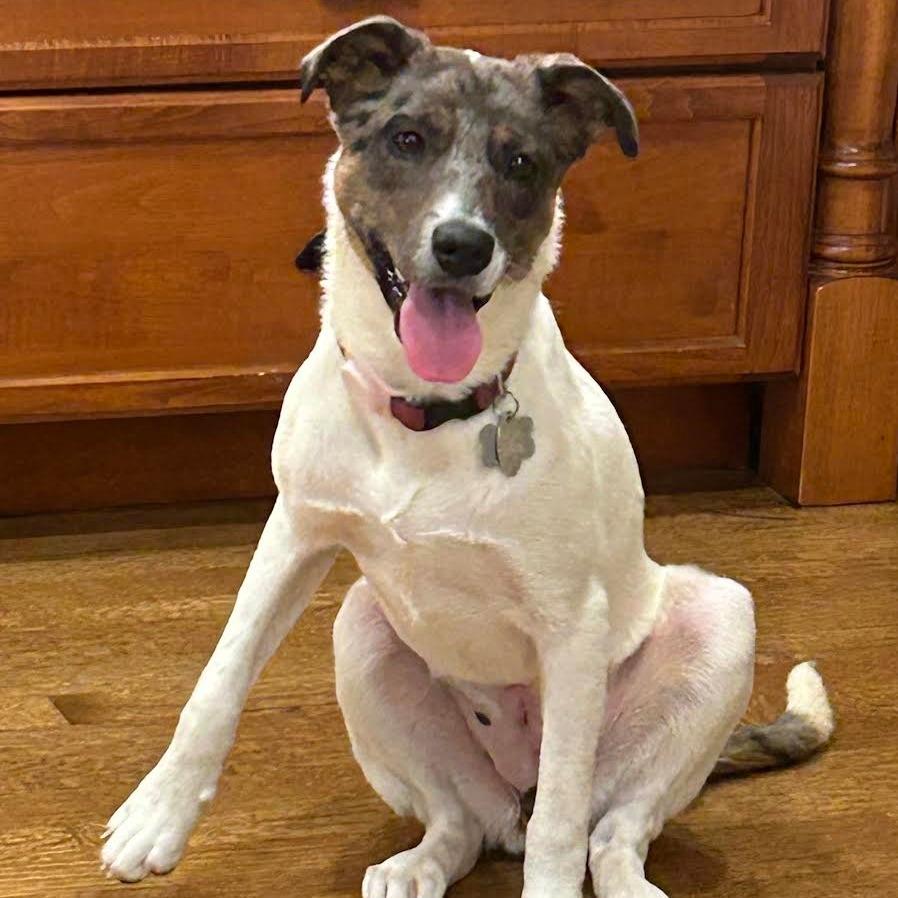 Enlarge Francis, a Adoptable Australian Cattle Dog / Blue Heeler in Staten Island, NY image 2/3