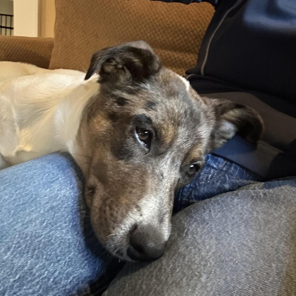 Enlarge Francis, a Adoptable Australian Cattle Dog / Blue Heeler in Staten Island, NY image 3/3