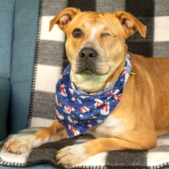 MAPLE, Adoptable, Adult Female Beagle & Mixed Breed.