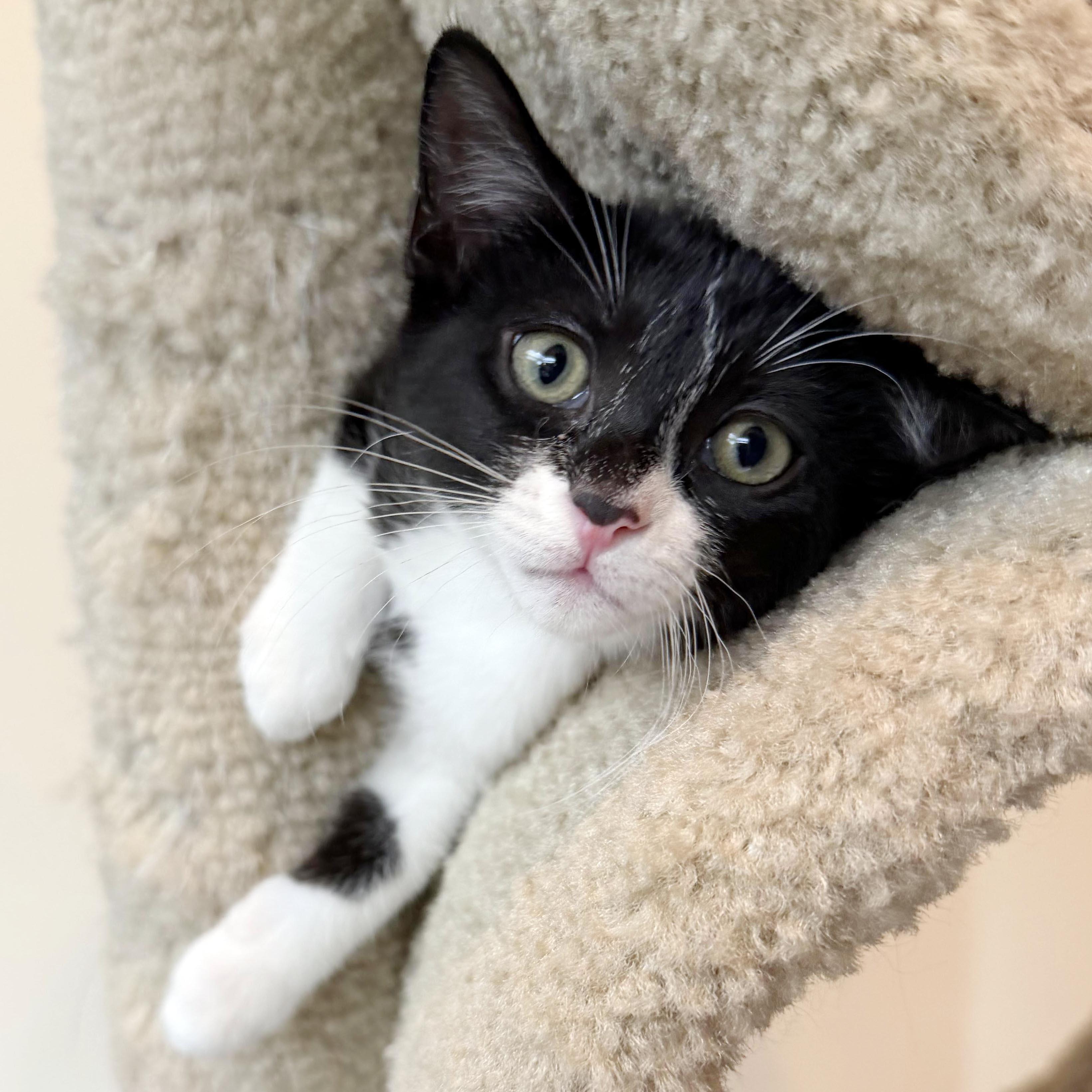 Cookie, a ADOPTABLE mixed breed in Lake Monroe, FL image 2/3