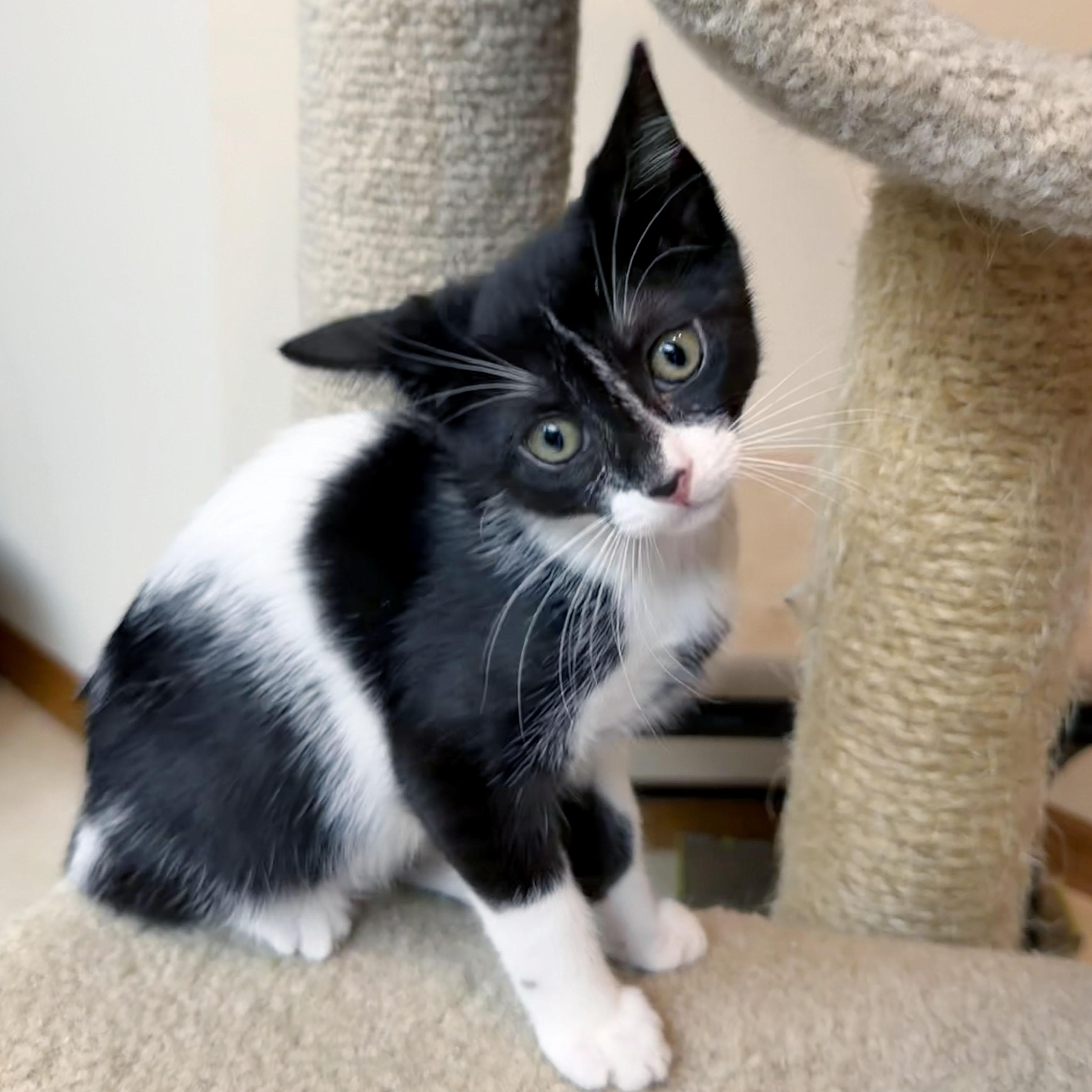 Cookie, a ADOPTABLE mixed breed in Lake Monroe, FL image 3/3