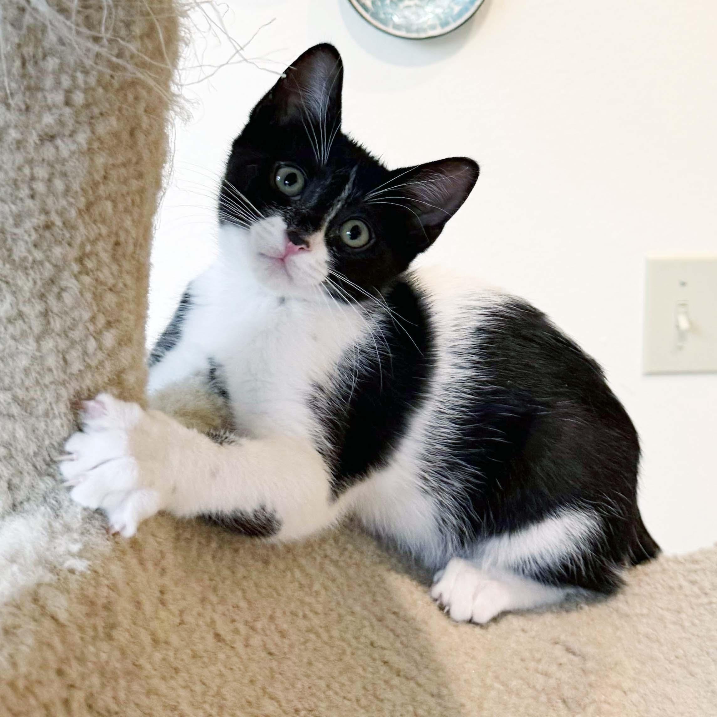 Cookie, a ADOPTABLE mixed breed in Lake Monroe, FL image 1/3