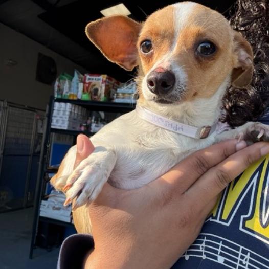 Cashew, Adoptable, Adult Female Chihuahua.