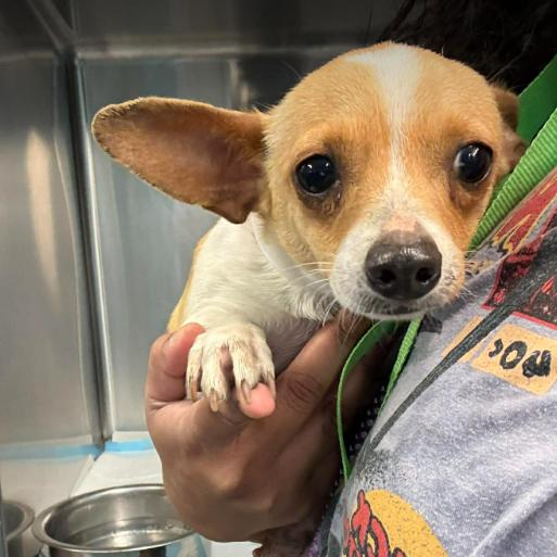 Enlarge Cashew, a Adoptable mixed breed in Tacoma, WA image 2/2
