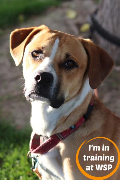 Enlarge Fred, a Adoptable Mixed Breed in Walla Walla, WA image 1/3