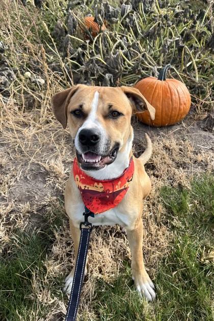 Fred, Adoptable, Young Male Mixed Breed & Mixed Breed.