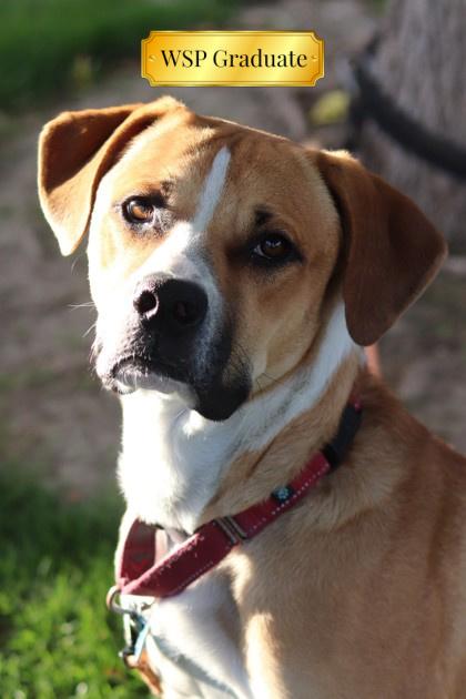 Fred, a Adoptable Mixed Breed in Walla Walla, WA image 3/3