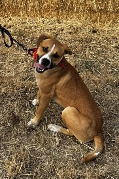 Enlarge Fred, a Adoptable Mixed Breed in Walla Walla, WA image 3/3