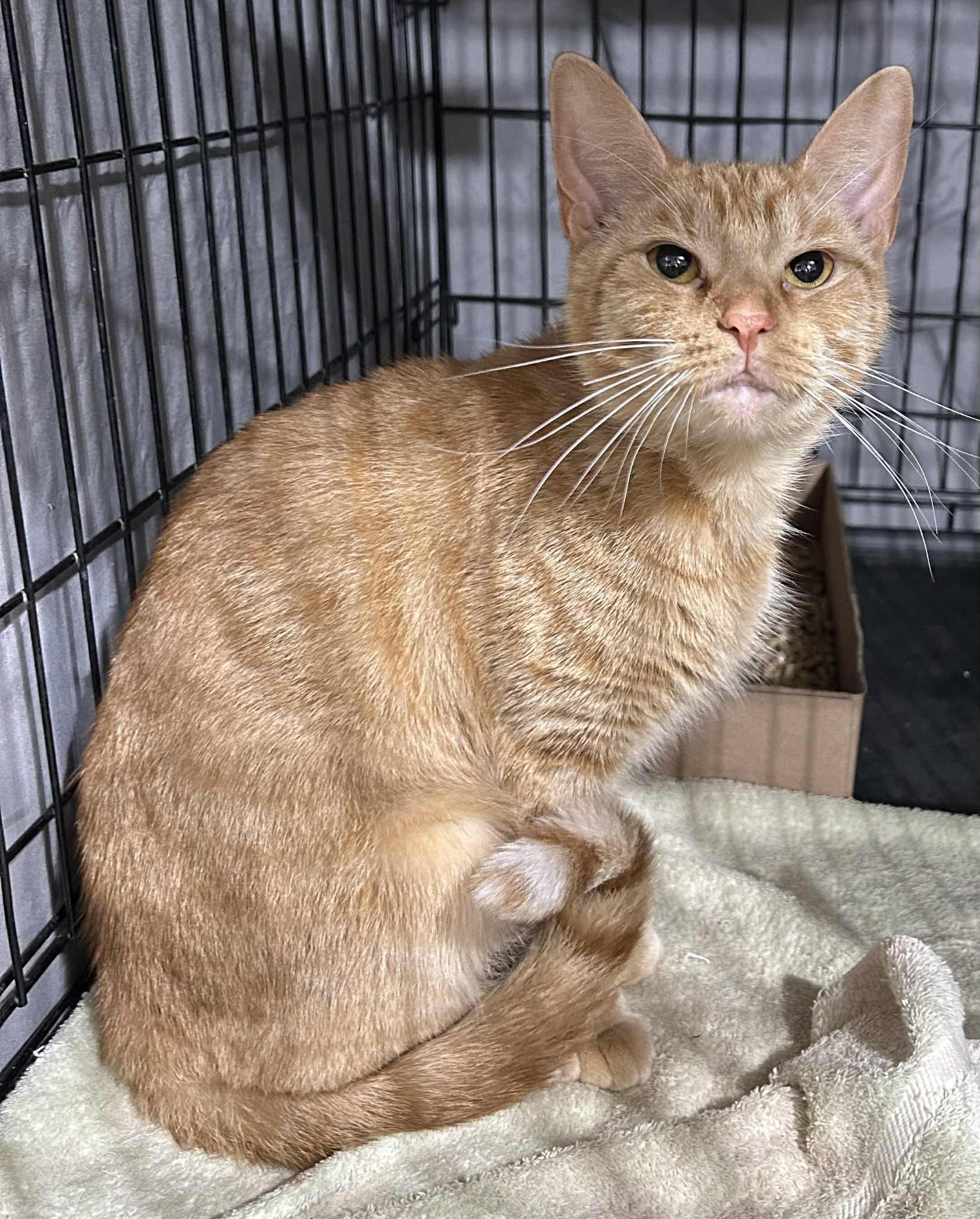 Mocha, ADOPTABLE, Adult Female Domestic Short Hair.