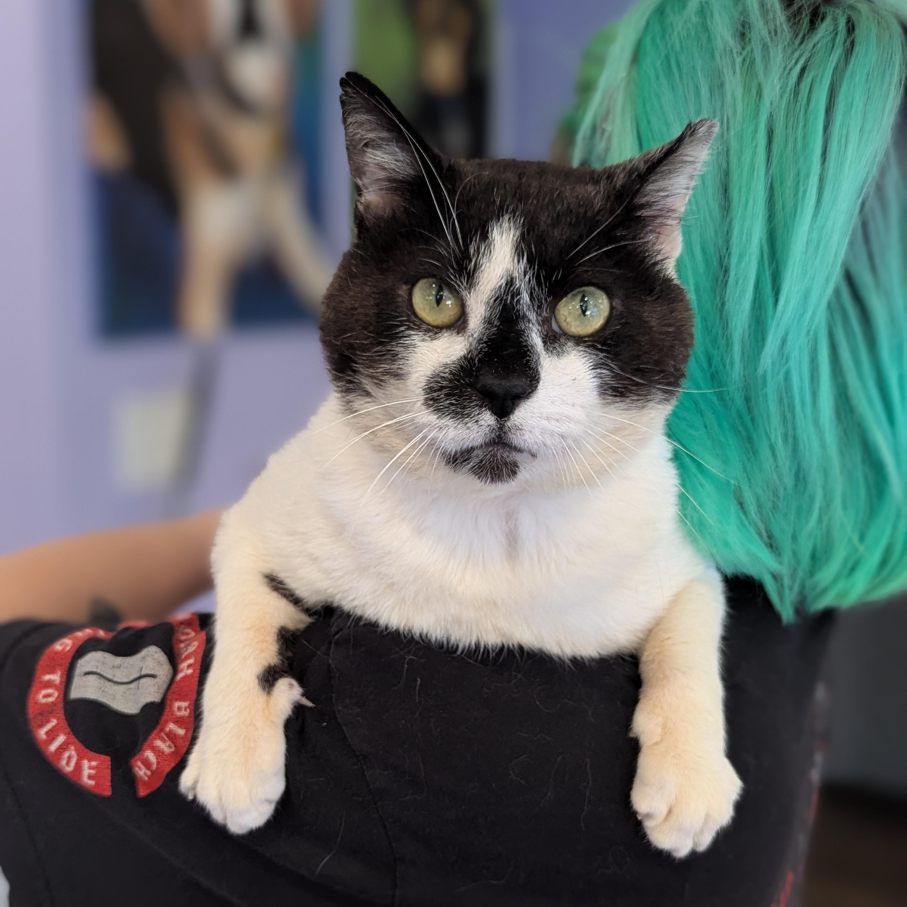 Meepers (Saved by love, living for it), ADOPTABLE, Adult Male Domestic Short Hair.