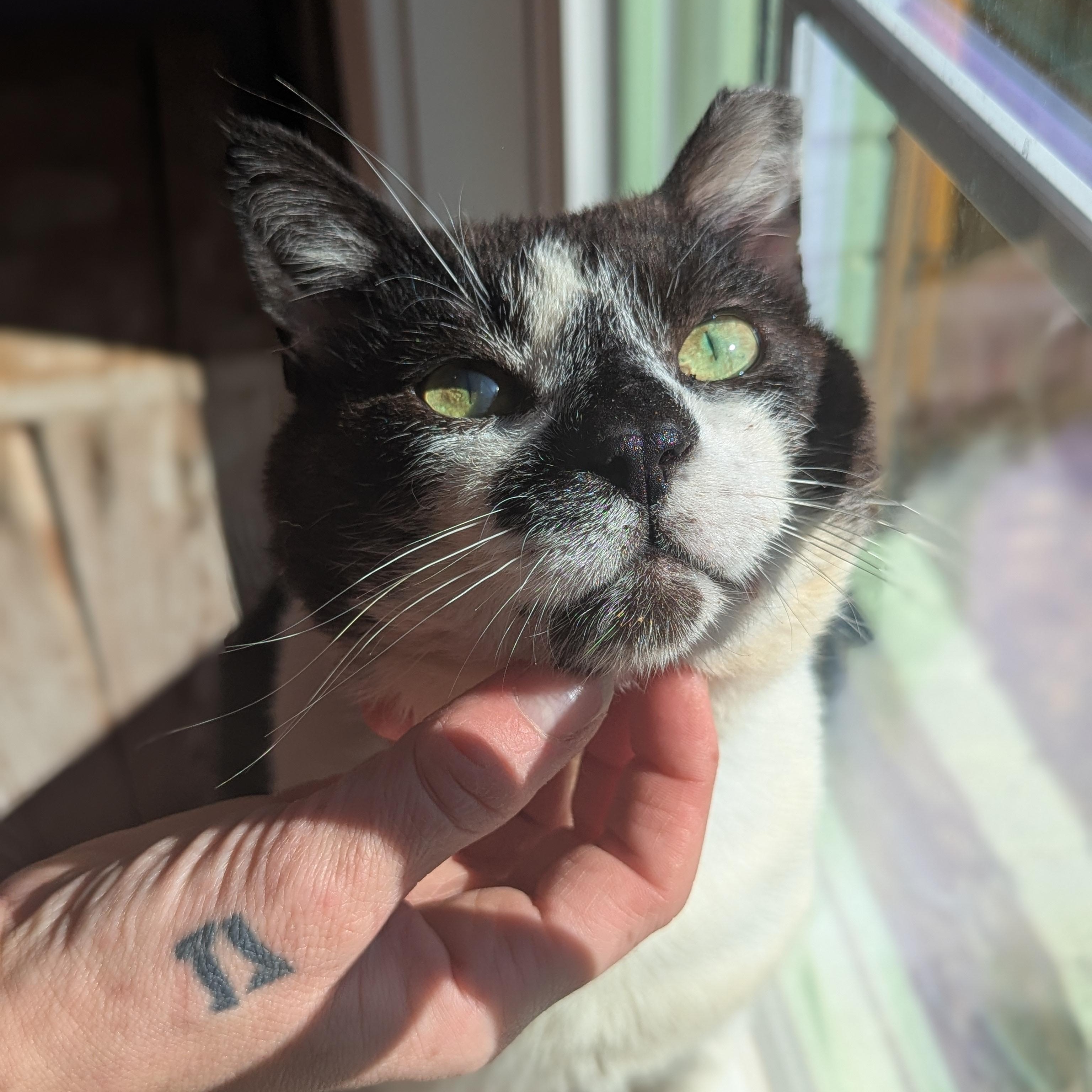 Enlarge Meepers (Saved by love, living for it), a ADOPTABLE Domestic Short Hair in Decatur, GA image 6/6