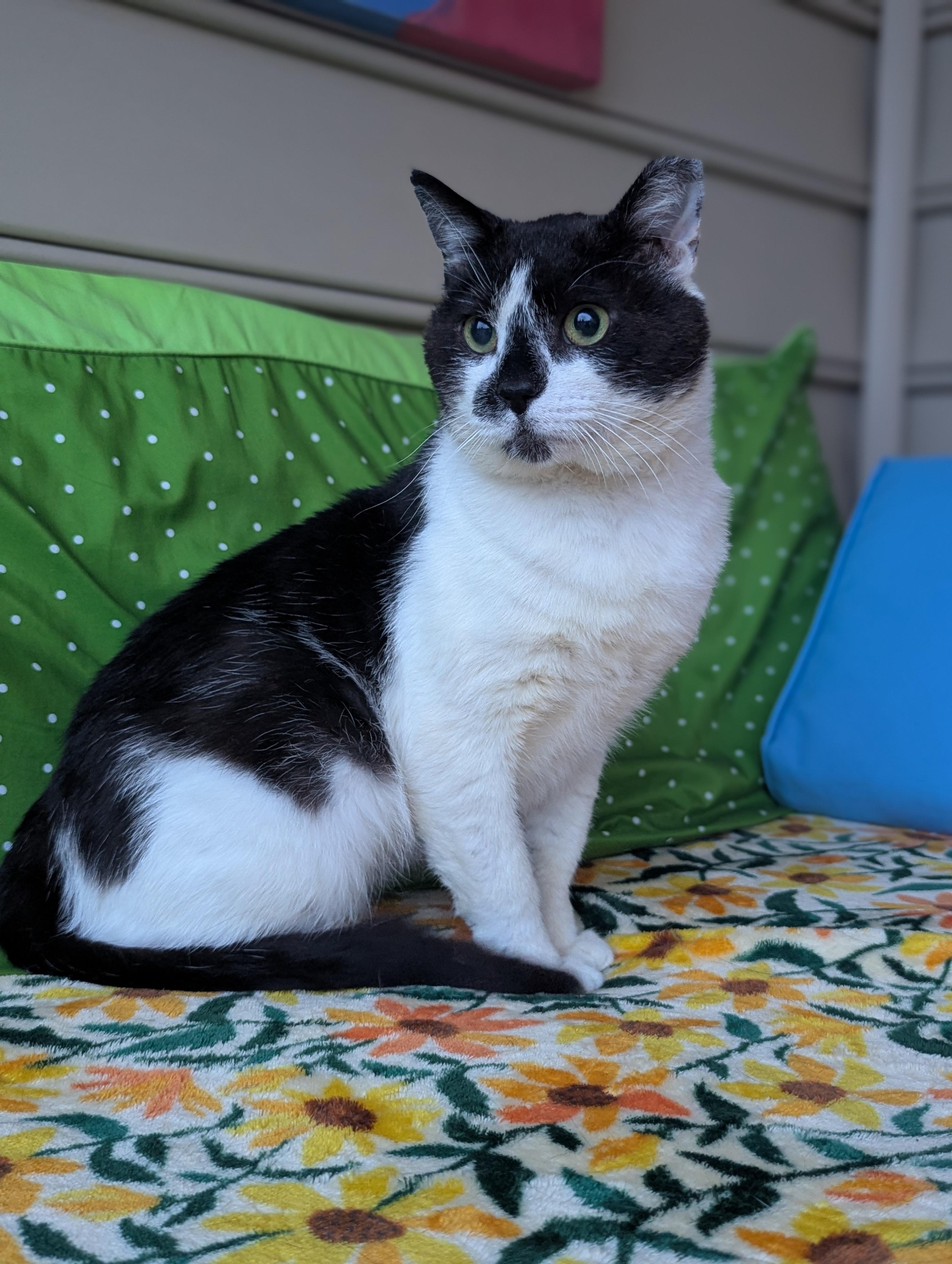 Enlarge Meepers (Saved by love, living for it), a ADOPTABLE Domestic Short Hair in Decatur, GA image 5/6