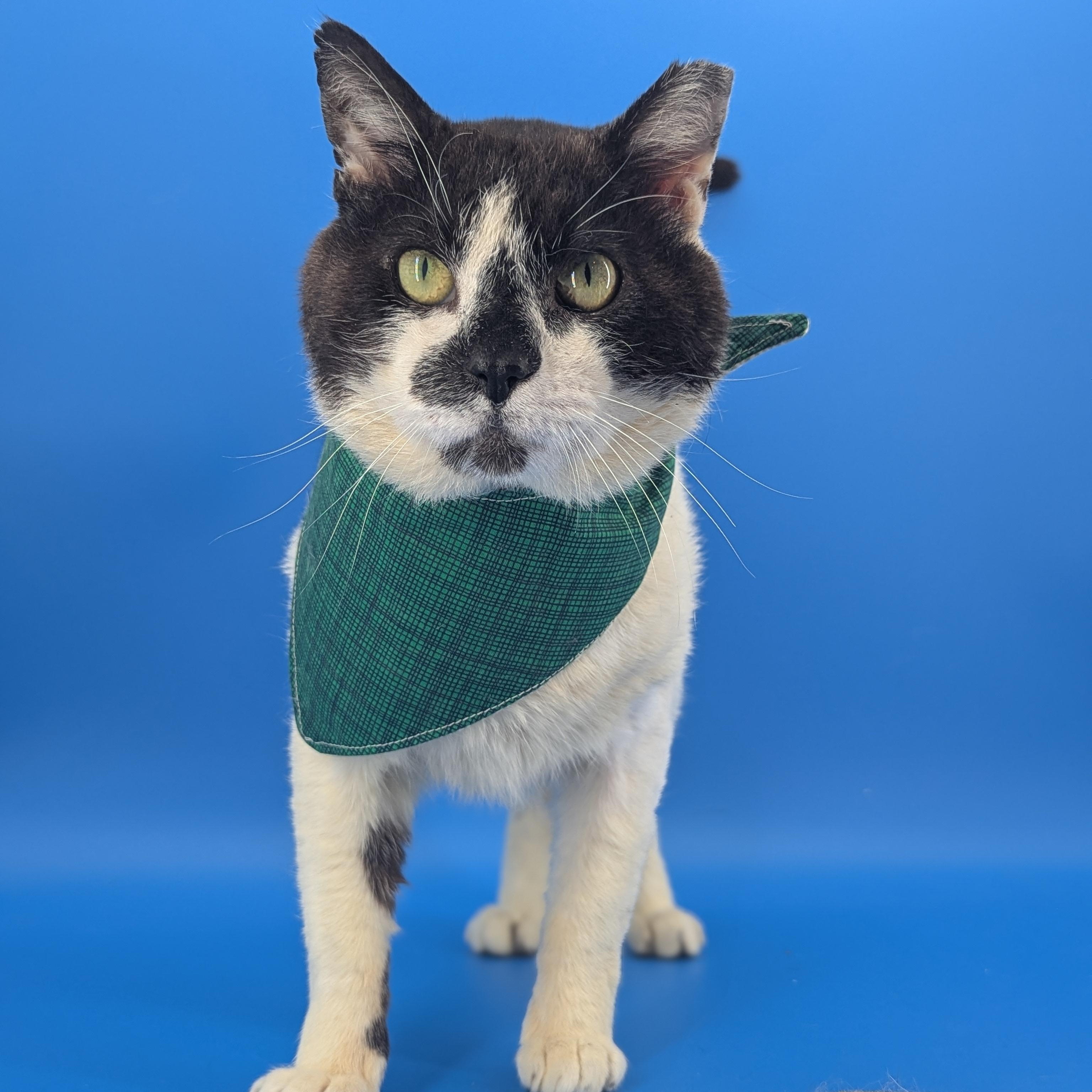 Enlarge Meepers (Saved by love, living for it), a ADOPTABLE Domestic Short Hair in Decatur, GA image 2/6