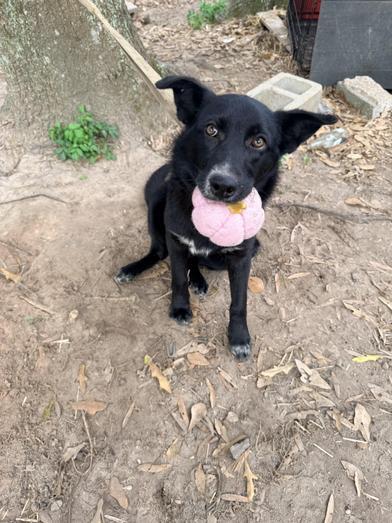 Angel — thumbnail 2