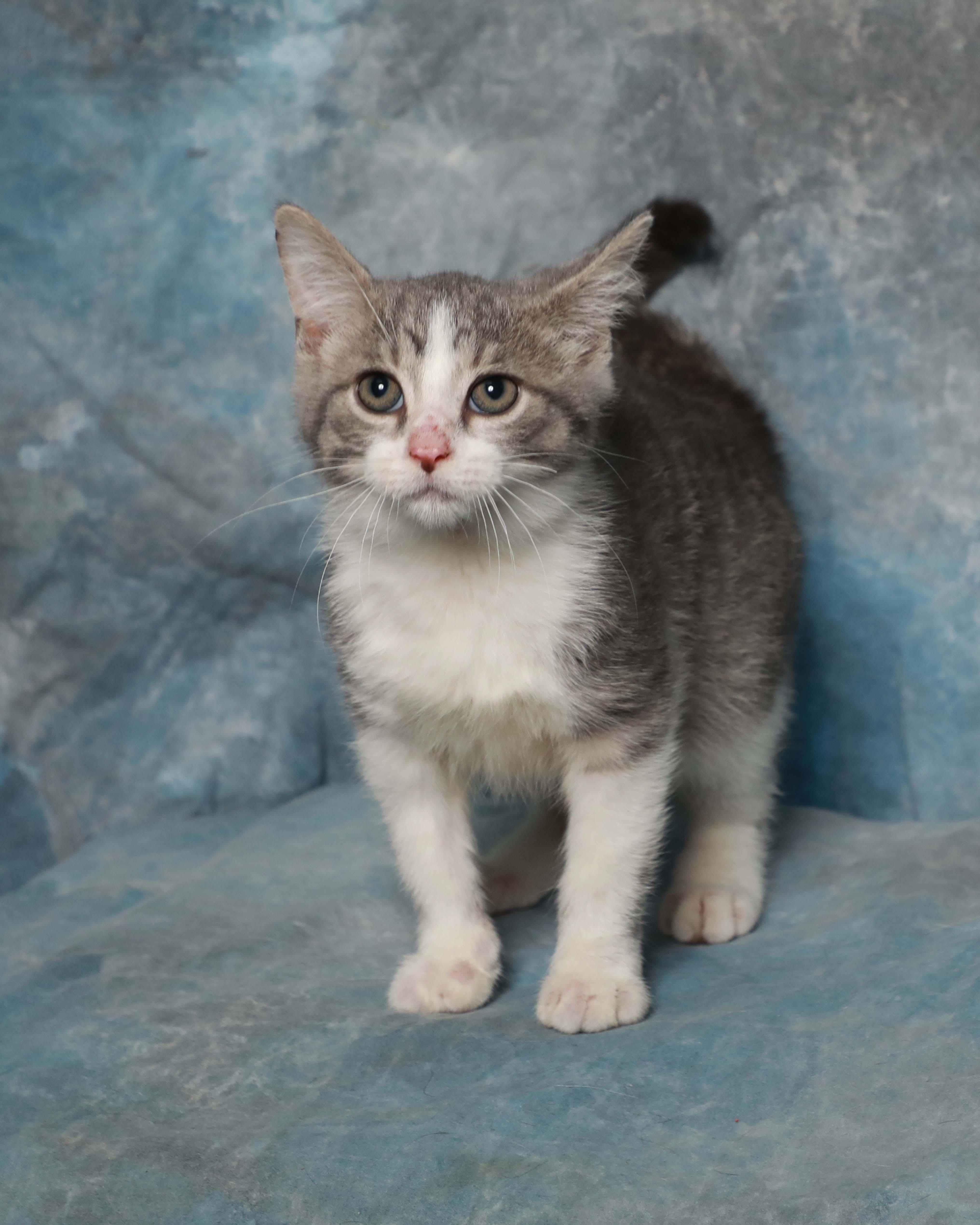 Blaze, adopted, Kitten Male Domestic Short Hair.