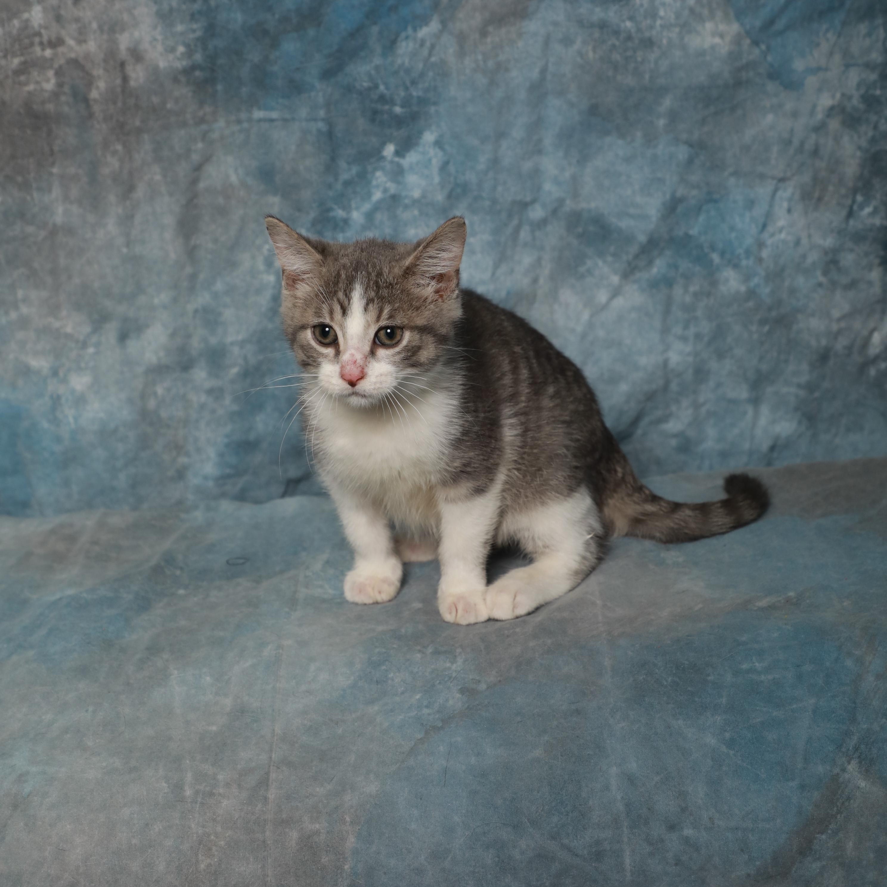 Blaze, an adopted Domestic Short Hair in Rock Falls, IL image 2/3