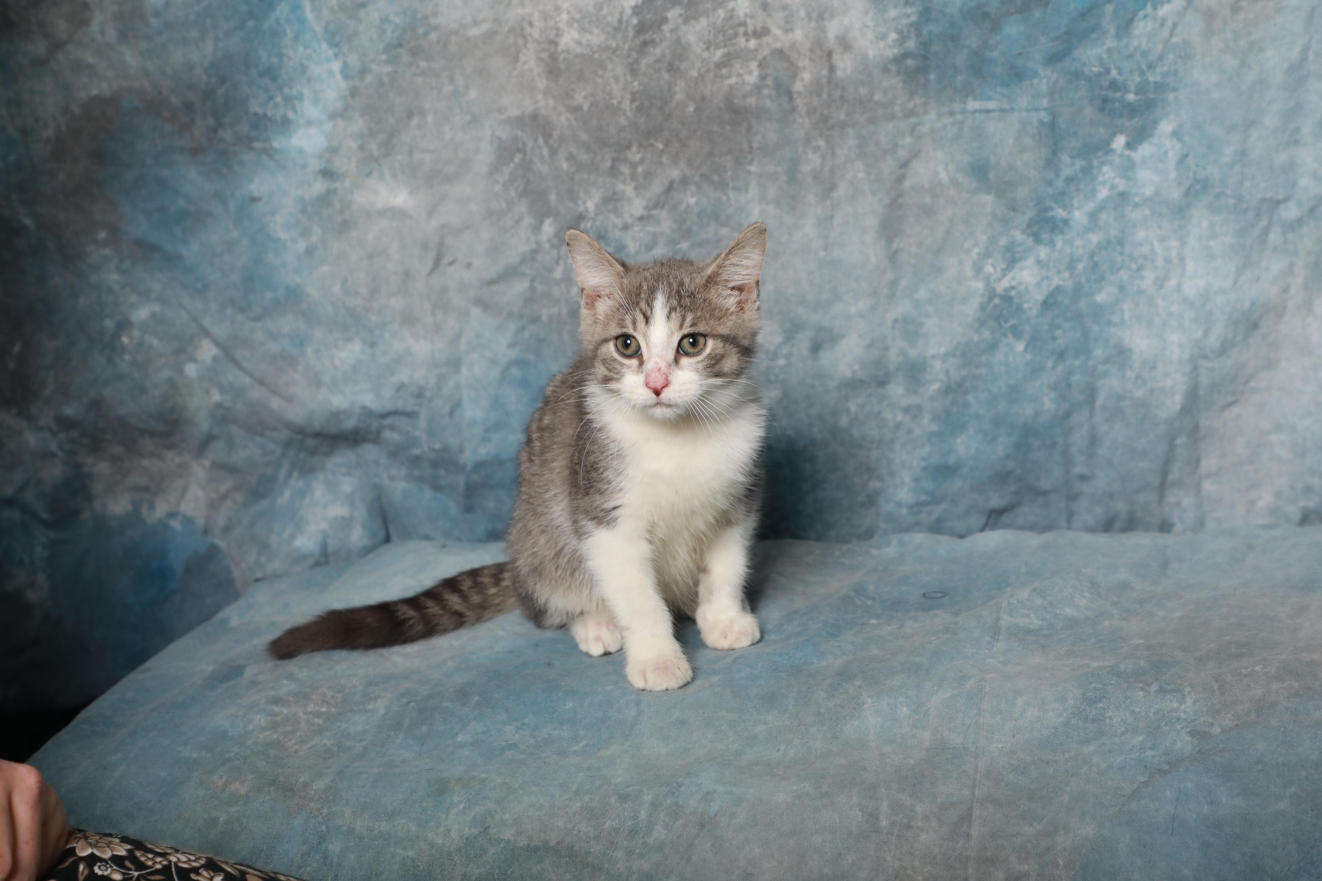 Blaze, an adopted Domestic Short Hair in Rock Falls, IL image 3/3